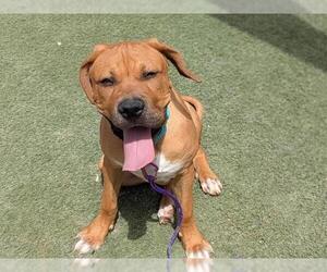 Rottweiler-American Pit Bull Terrier Dogs for adoption in Las Vegas, NV, USA