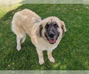 Leonberger-Unknown Mix Dogs for adoption in San Clemente, CA, USA
