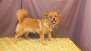 Shiranian Dogs for adoption in Commerce, GA, USA