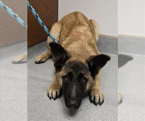 German Shepherd Dog-Unknown Mix Dogs for adoption in Rancho Cucamonga, CA, USA