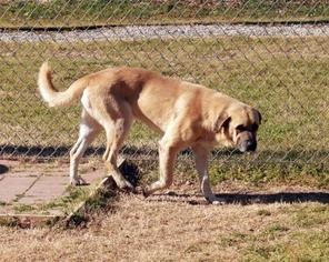 Mastiff Dogs for adoption in Waco, TX, USA