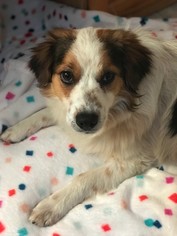 Cavalier King Charles Spaniel-Welsh Springer Spaniel Mix Dogs for adoption in Blakeslee, PA, USA