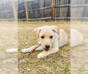 Mutt Dogs for adoption in Minneapolis, MN, USA
