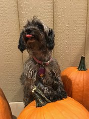 Miniature Schnauzer-Poodle (Toy) Mix Dogs for adoption in North Richland Hills, TX, USA