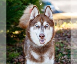 Huskies -Unknown Mix Dogs for adoption in Cumming, GA, USA