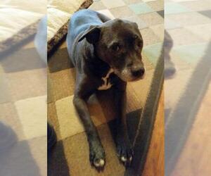 American Pit Bull Terrier-Labrador Retriever Mix Dogs for adoption in Harrisonburg, VA, USA