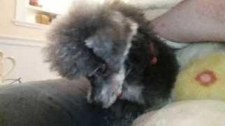 Poodle (Miniature) Dogs for adoption in Glen Haven, WI, USA