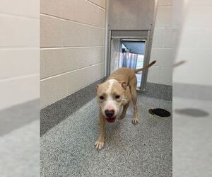 American Pit Bull Terrier-Unknown Mix Dogs for adoption in Houston, TX, USA