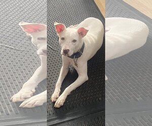 Feist Terrier-Labrador Retriever Mix Dogs for adoption in Stafford, VA, USA