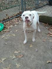 American Bulldog Dogs for adoption in New Albany, MS, USA