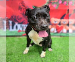 American Staffordshire Terrier-Unknown Mix Dogs for adoption in Long Beach, CA, USA