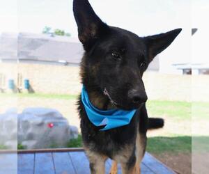 German Shepherd Dog-Unknown Mix Dogs for adoption in San Antonio, TX, USA