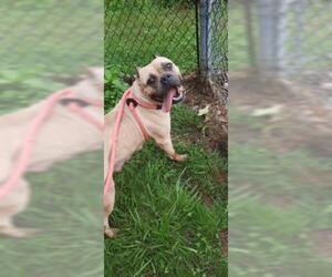 American French Bull Terrier Dogs for adoption in Clyde, NC, USA