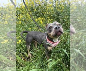 Mutt Dogs for adoption in Elk Grove, CA, USA