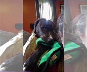 Plott Hound-Unknown Mix Dogs for adoption in Montello, WI, USA