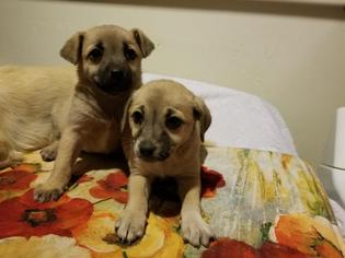 Cairn Corgi Dogs for adoption in Phoenix, AZ, USA