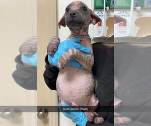 Mutt Dogs for adoption in New York, NY, USA