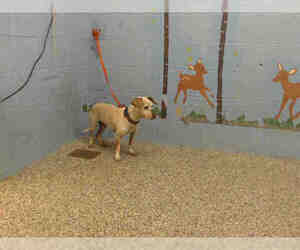 Chi-Corgi Dogs for adoption in San Bernardino, CA, USA