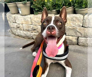 American Pit Bull Terrier-Unknown Mix Dogs for adoption in Las Vegas, NV, USA
