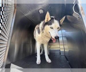 Siberian Husky-Unknown Mix Dogs for adoption in Grand Prairie, TX, USA
