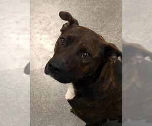 American Staffordshire Terrier-Unknown Mix Dogs for adoption in Fredericksburg, VA, USA