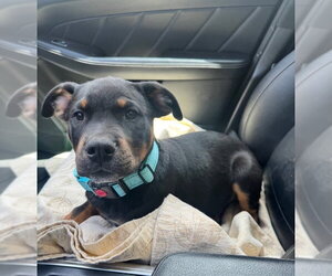 Rottweiler Dogs for adoption in San Juan Capistrano, CA, USA