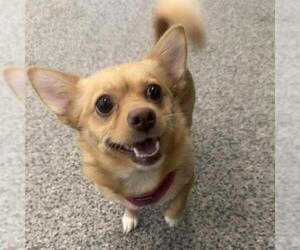 Chihuahua Dogs for adoption in Boston, MA, USA