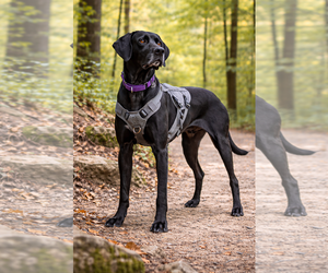 German Shorthaired Pointer-Unknown Mix Dogs for adoption in Spotsylvania, VA, USA