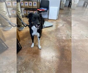 Border Collie Dogs for adoption in Bolivar, MO, USA