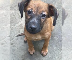 Labrador Retriever Dogs for adoption in Boonton, NJ, USA