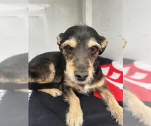 Mutt Dogs for adoption in Stockton, CA, USA