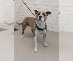 American Pit Bull Terrier Dogs for adoption in San Bernardino, CA, USA