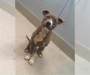 American Pit Bull Terrier-Unknown Mix Dogs for adoption in Las Vegas, NV, USA
