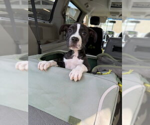 American Pit Bull Terrier-Unknown Mix Dogs for adoption in Jackson Township, NJ, USA