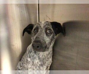 Mutt Dogs for adoption in Riverside, CA, USA