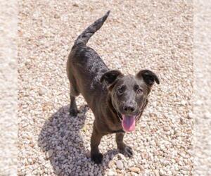 Labrador Retriever-Unknown Mix Dogs for adoption in Waco, TX, USA