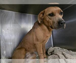 American Pit Bull Terrier Dogs for adoption in Riverside, CA, USA