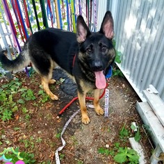 German Shepherd Dog Dogs for adoption in North Attleboro, MA, USA