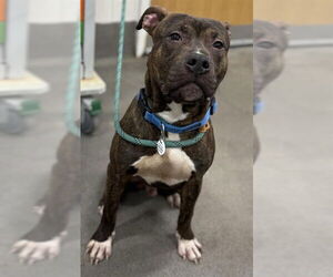 Mutt Dogs for adoption in Forestville, MD, USA