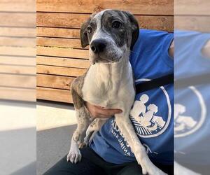 Catahoula Leopard Dog Dogs for adoption in Brighton, CO, USA