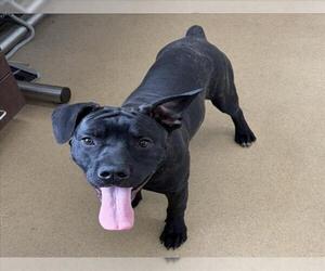 American Pit Bull Terrier Dogs for adoption in Derwood, MD, USA