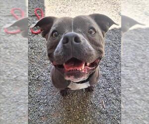 American Pit Bull Terrier Dogs for adoption in Woodland, CA, USA