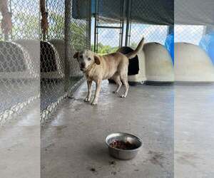 Labrador Retriever Dogs for adoption in Pryor, OK, USA