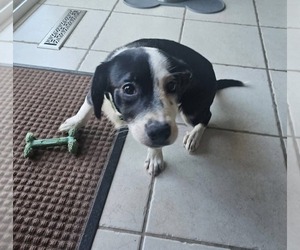 Australian Shepherd-Rat Terrier Mix Dogs for adoption in New London, WI, USA