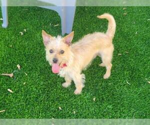 Cairn Terrier-Unknown Mix Dogs for adoption in Santa Clara, CA, USA