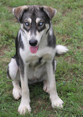 Medium Photo #1 Alaskan Husky-German Shepherd Dog Mix Puppy For Sale in PIPE CREEK, TX, USA