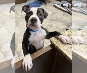 Mutt Dogs for adoption in Jefferson, WI, USA