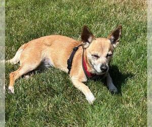Chihuahua-Unknown Mix Dogs for adoption in Bellingham, WA, USA