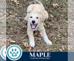 Golden Pyrenees Dogs for adoption in Kimberton, PA, USA