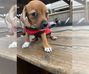 Dachshund-Unknown Mix Dogs for adoption in Brewster, NY, USA